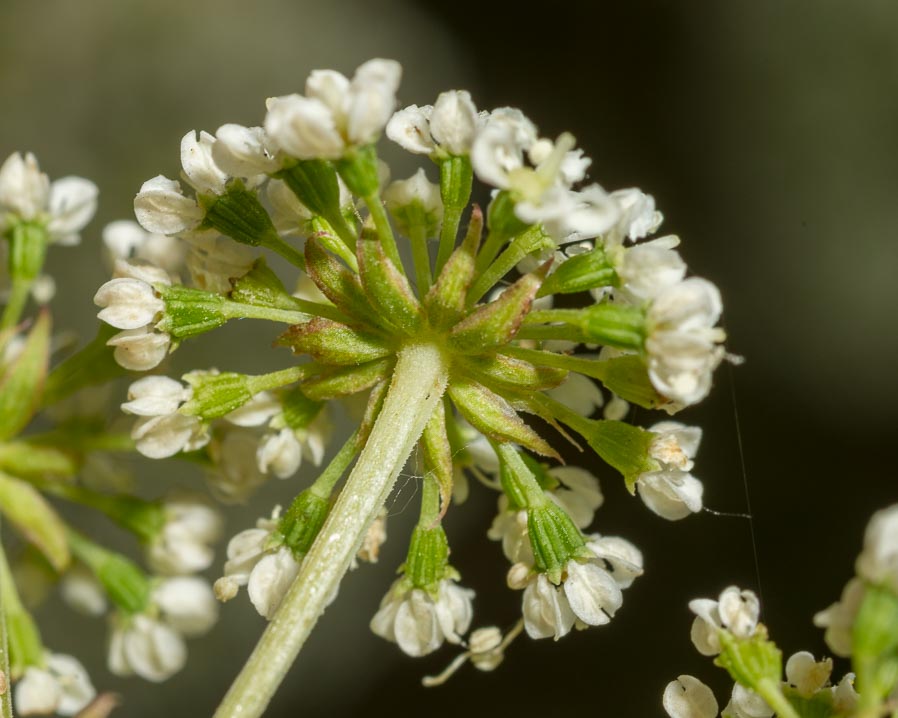 Apiaceae: Xanthoselinum venetum